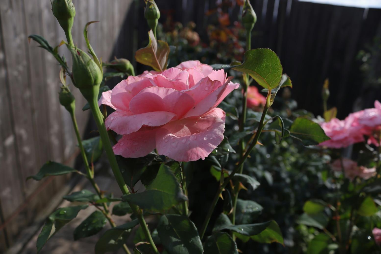 Seasonal flower varieties available at Thronix Solar flower shop